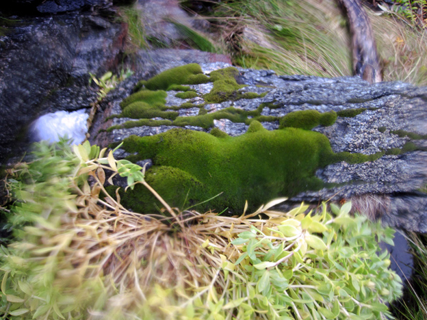 Schistidium maritimum